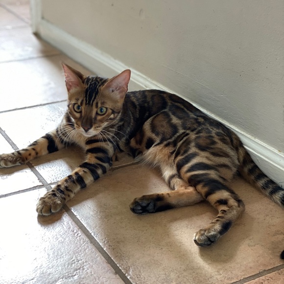 Meet Your Posher, Melissa - Picture 7 of 9